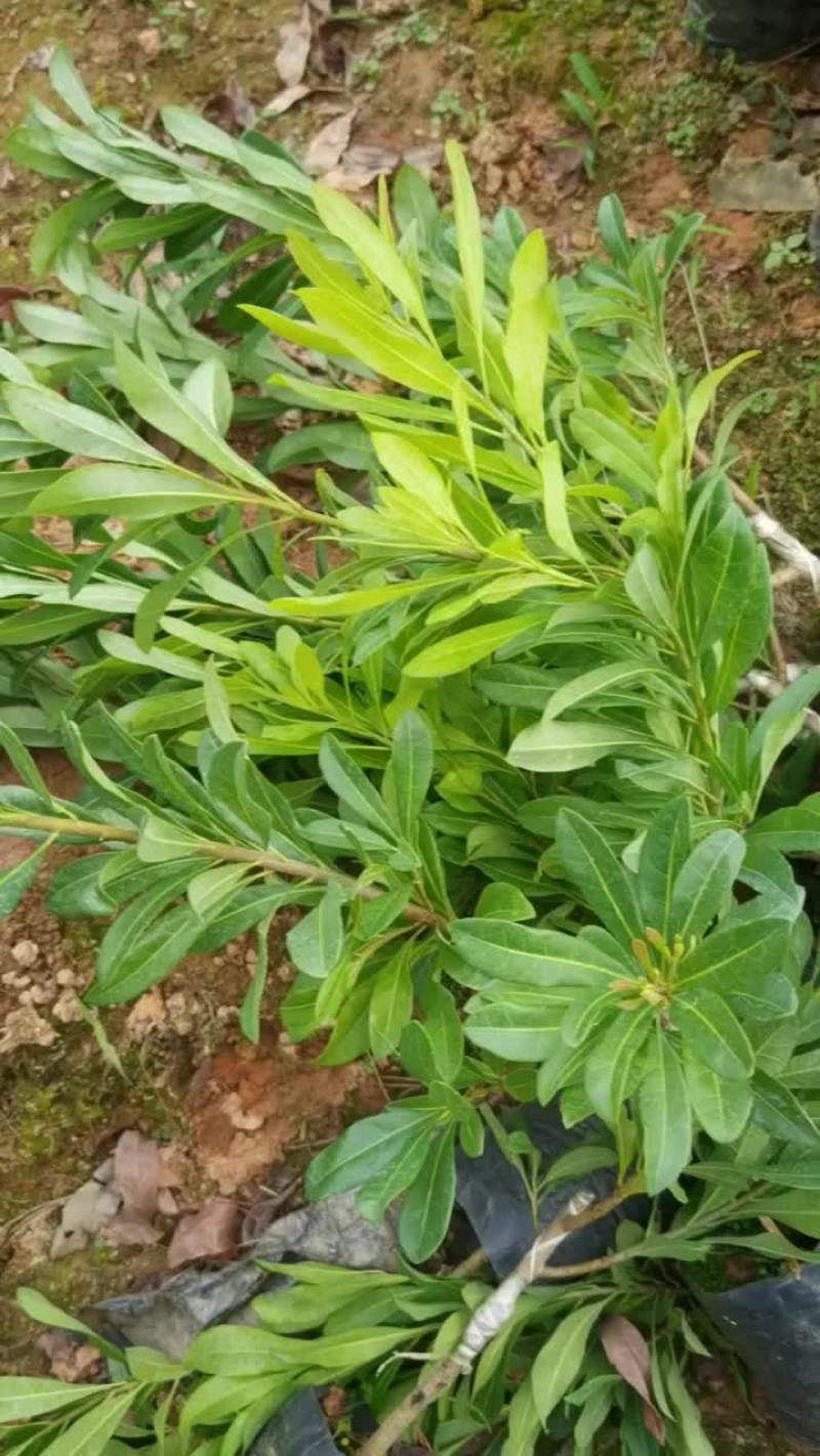 东魁杨梅苗30~50cm嫁接苗果大脆甜