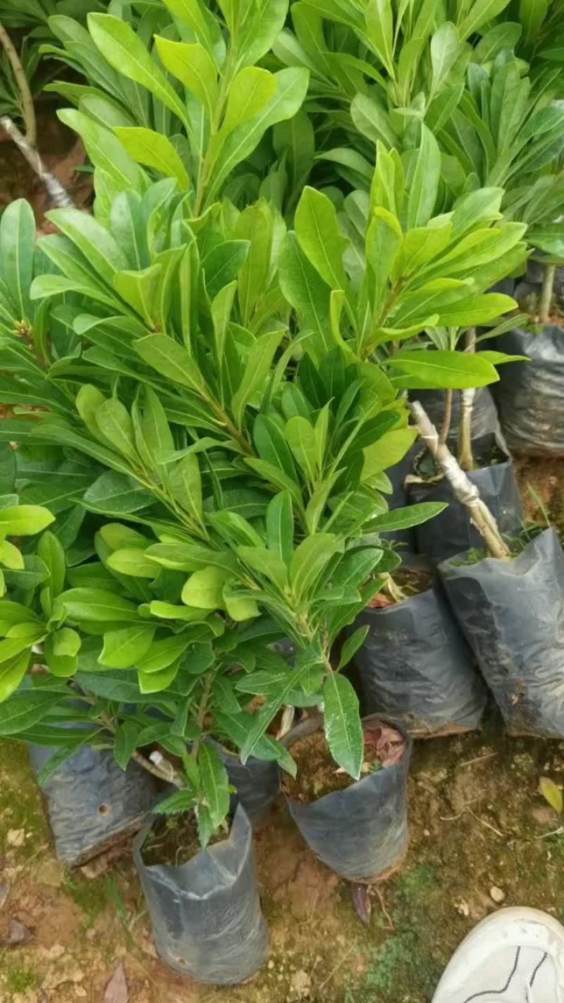 东魁杨梅苗30~50cm嫁接苗果大脆甜