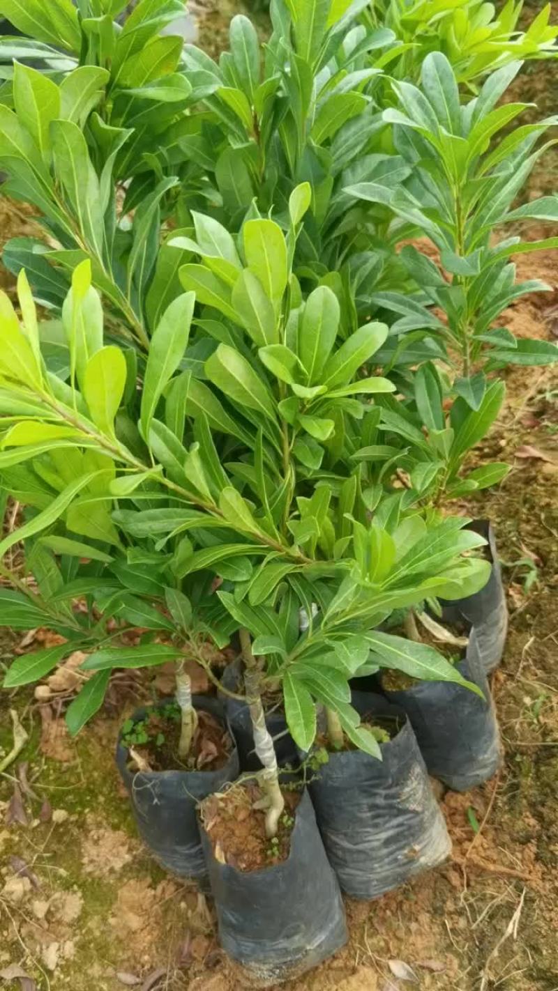 东魁杨梅苗30~50cm嫁接苗果大脆甜