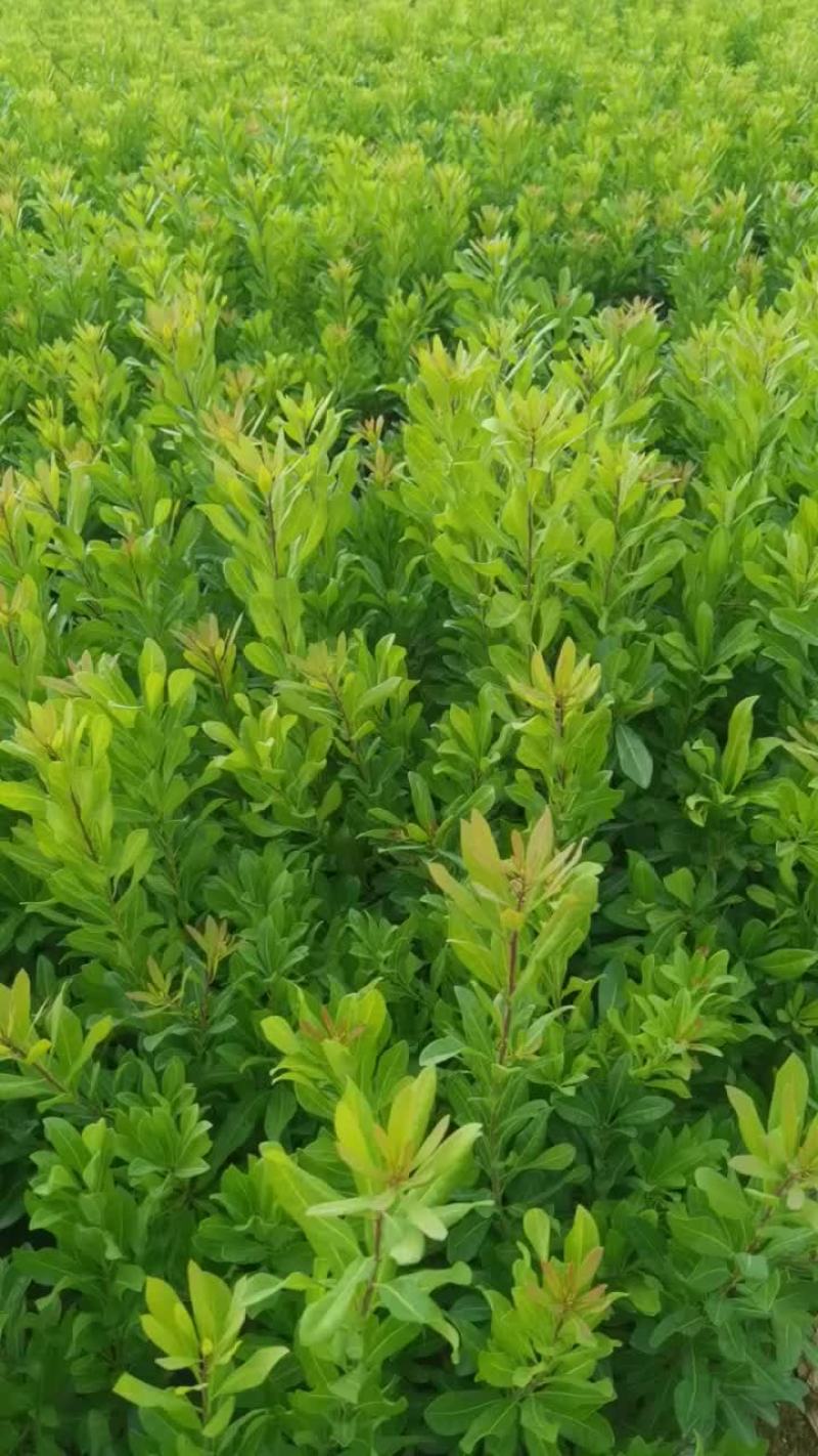 东魁杨梅苗30~50cm嫁接苗果大脆甜
