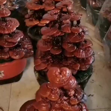 灵芝，