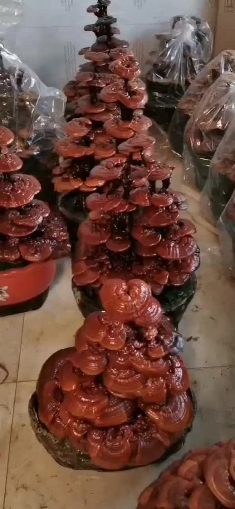 灵芝，