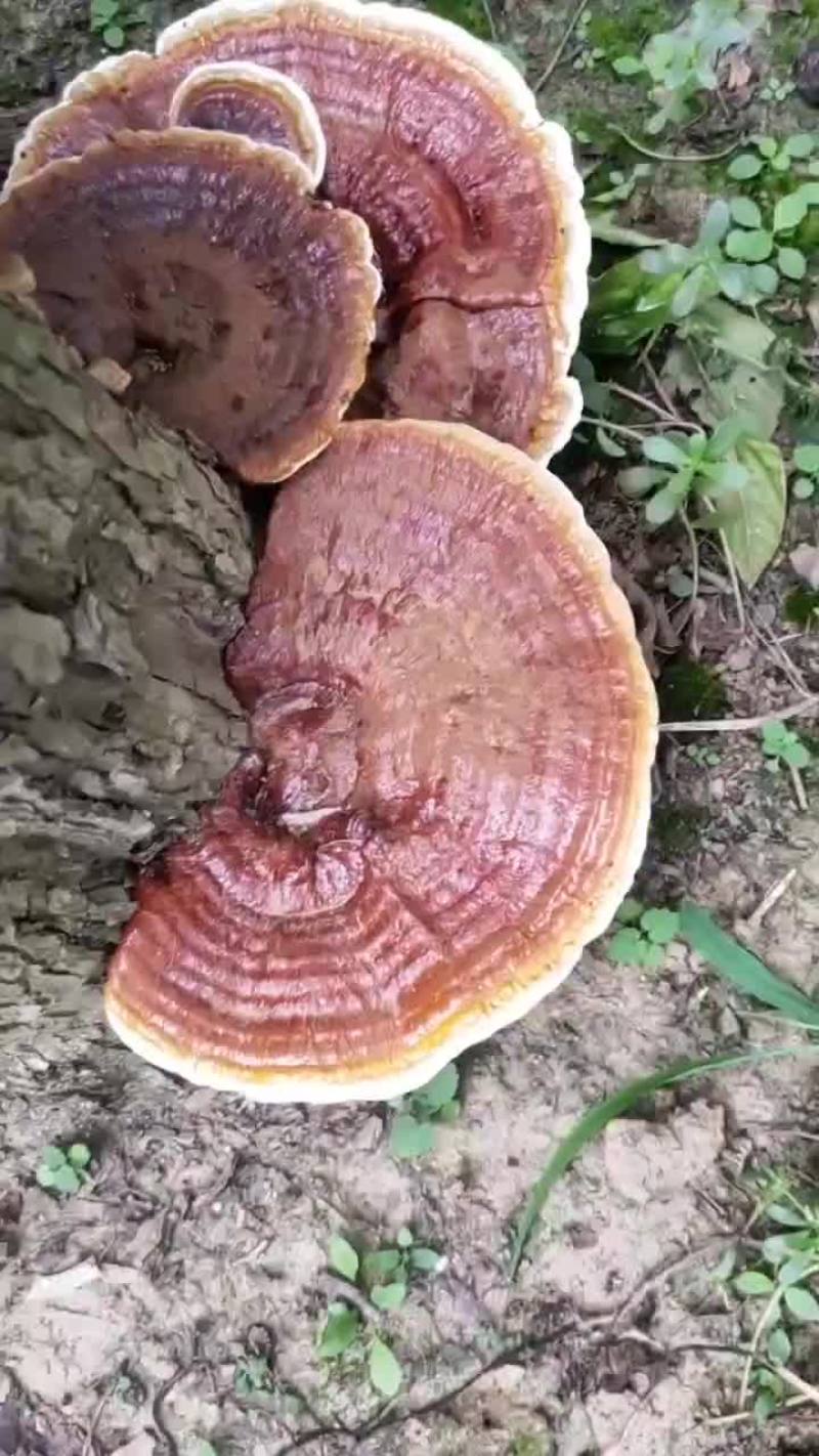 灵芝，