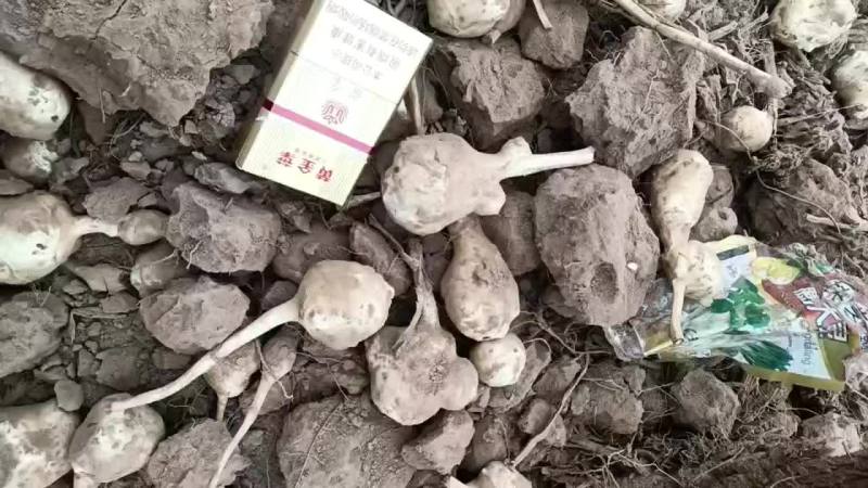 产地有大量的白洋姜和红洋姜，通货，精品都有需要的老板联系
