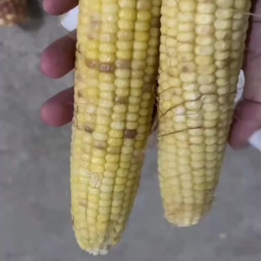 大量批发黑龙江等外速冻花粘玉米白粘玉米