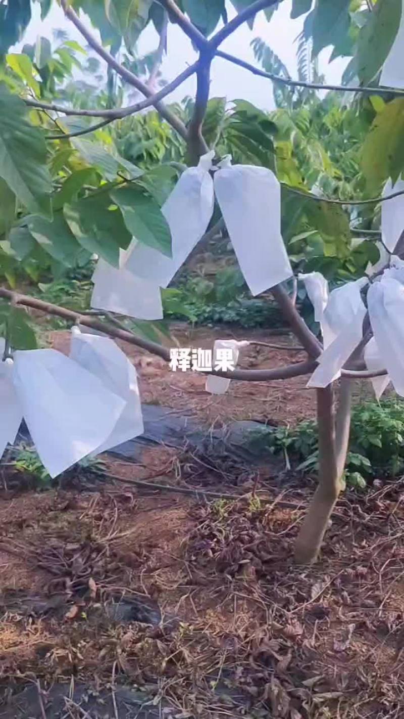 释迦果