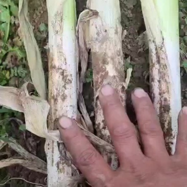 长白大葱