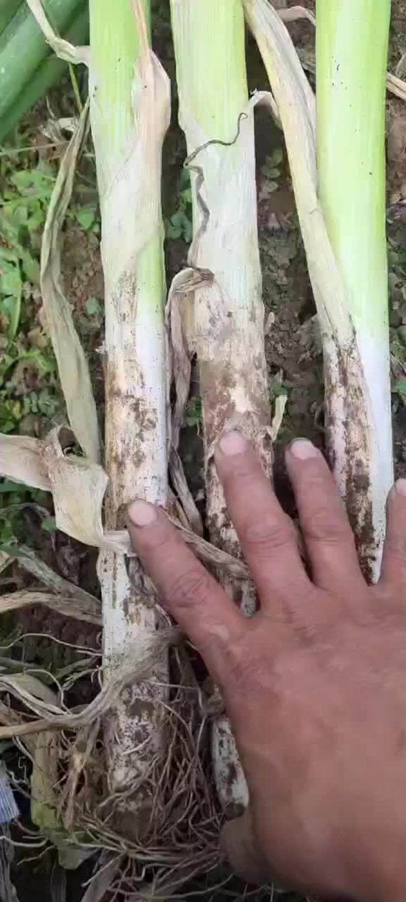 长白大葱