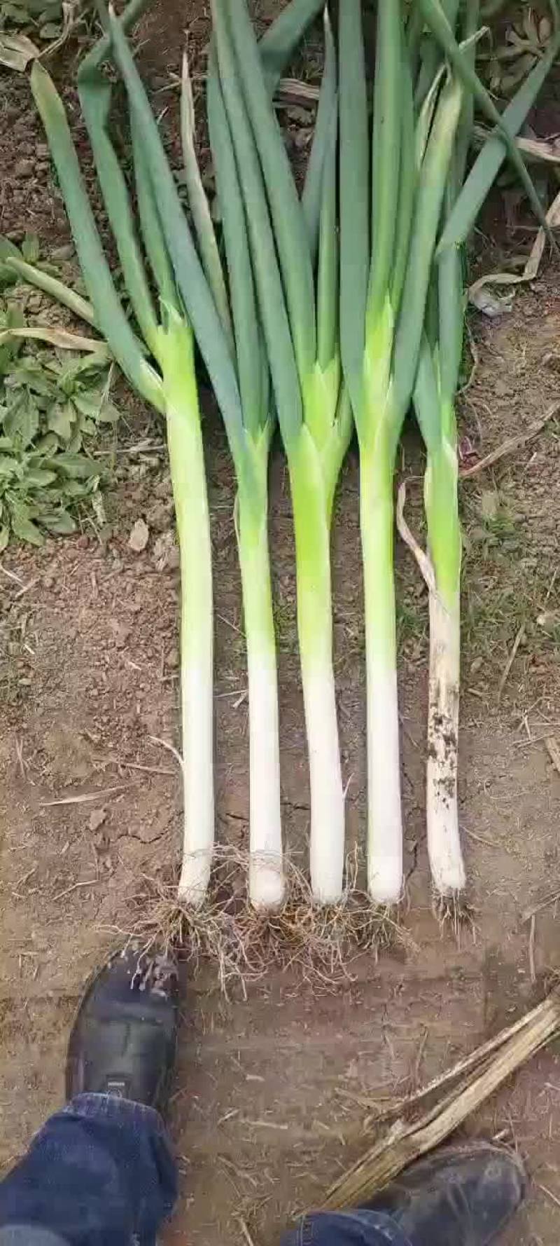 长白大葱