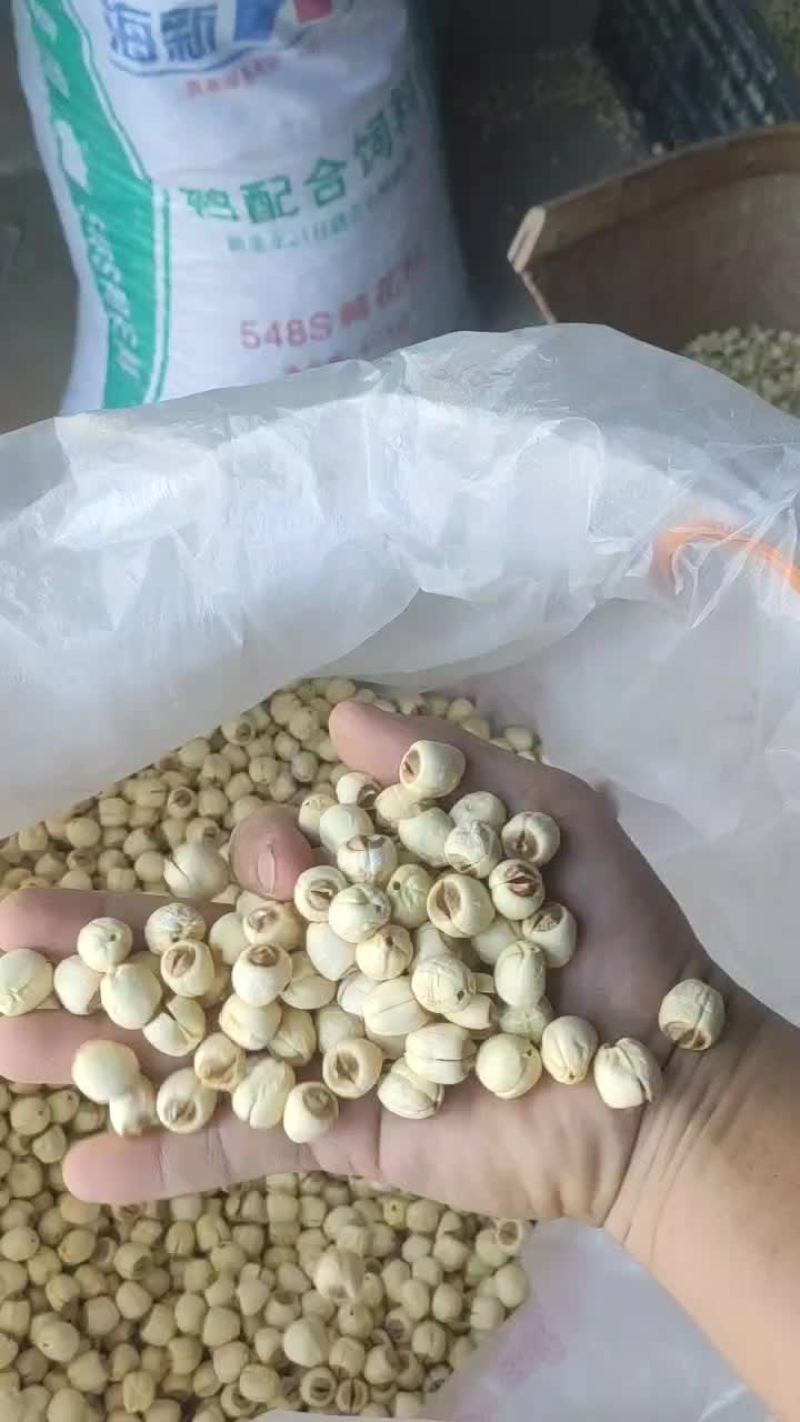 莲子各种规格！30000斤！！全通芯！全干！