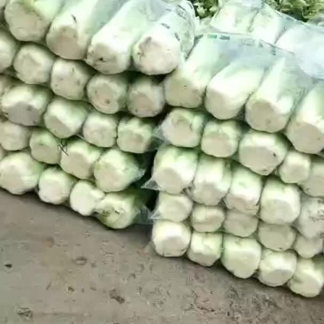 唐山乐亭北京三号大白菜产地大量现货供应中！