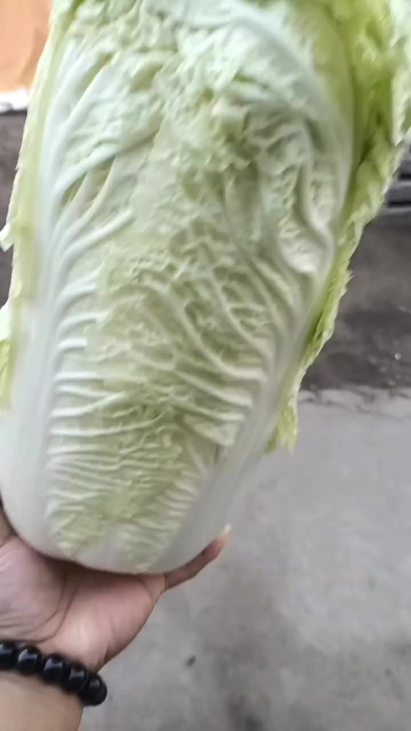 唐山乐亭北京三号大白菜产地大量现货供应中！