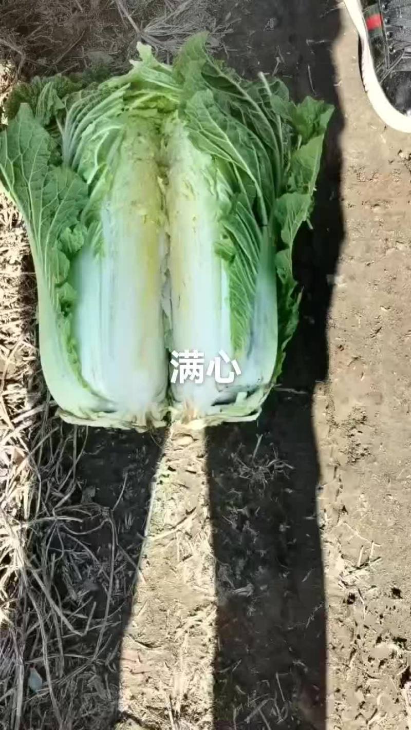 唐山乐亭北京三号大白菜产地大量现货供应中！