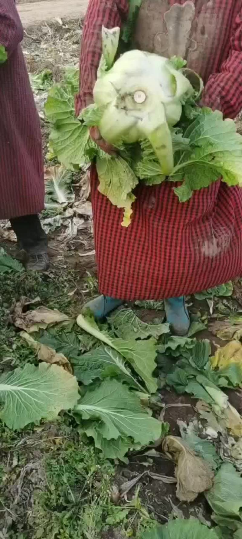 唐山乐亭北京三号大白菜产地大量现货供应中！