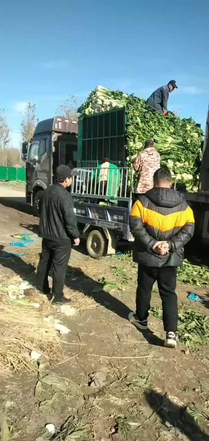 唐山乐亭北京三号大白菜产地大量现货供应中！