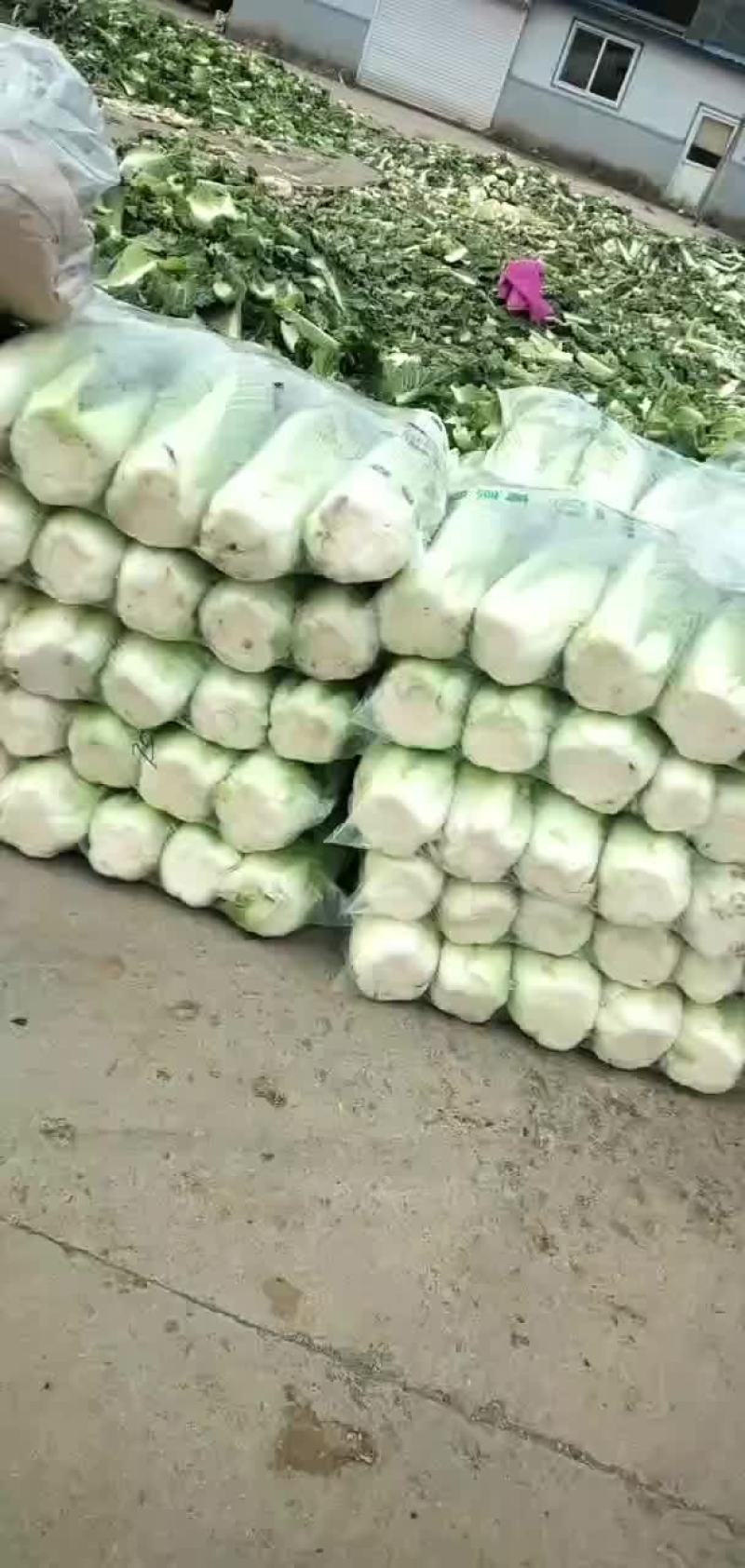 唐山乐亭北京三号大白菜产地大量现货供应中！