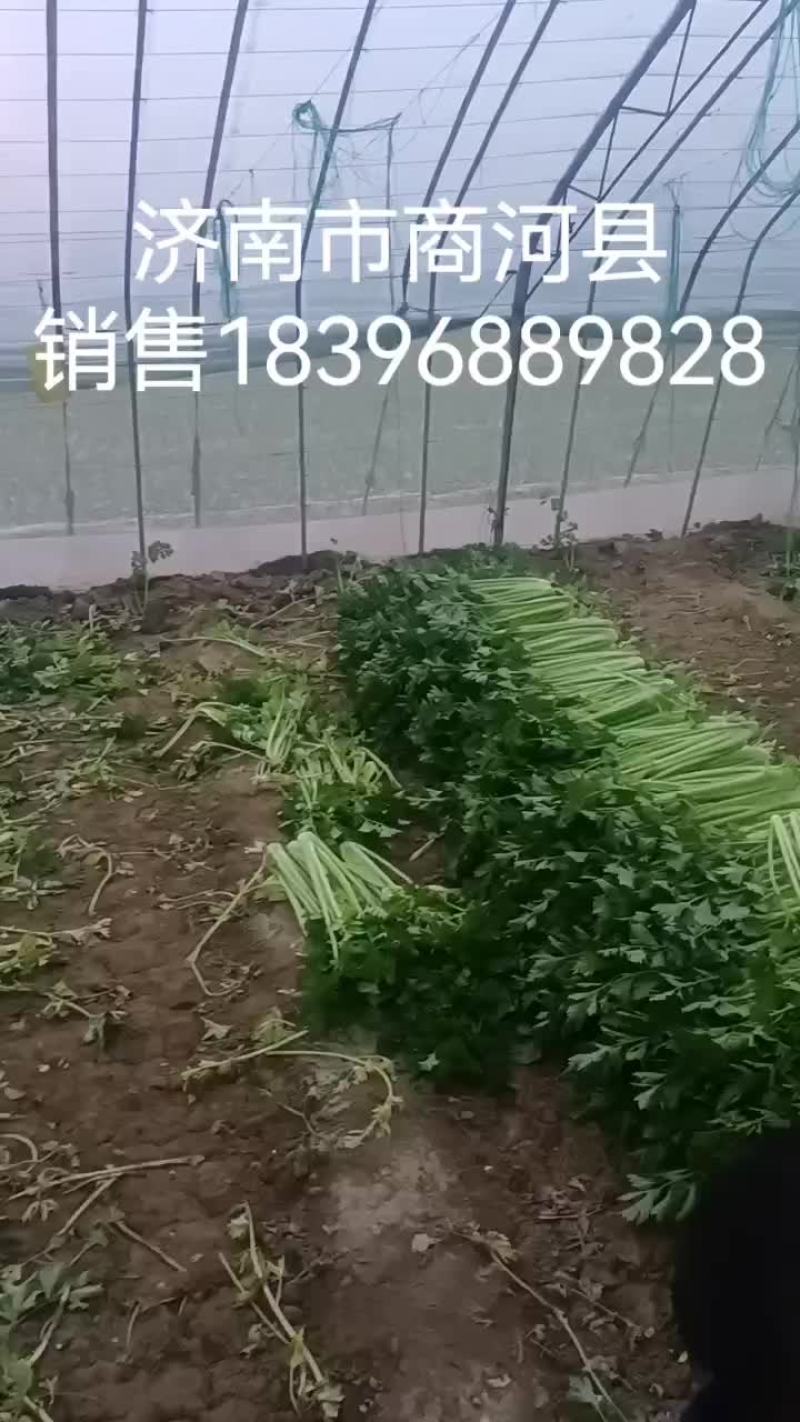 芹菜西芹