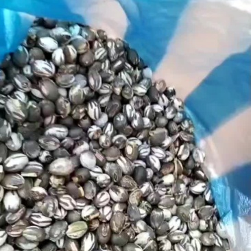 卖杨拉罐