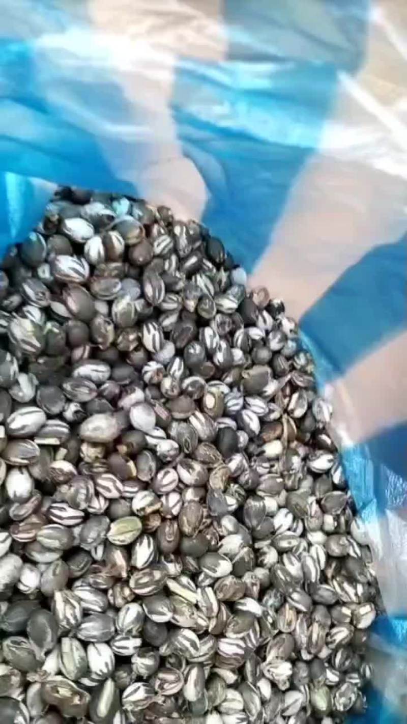 卖杨拉罐