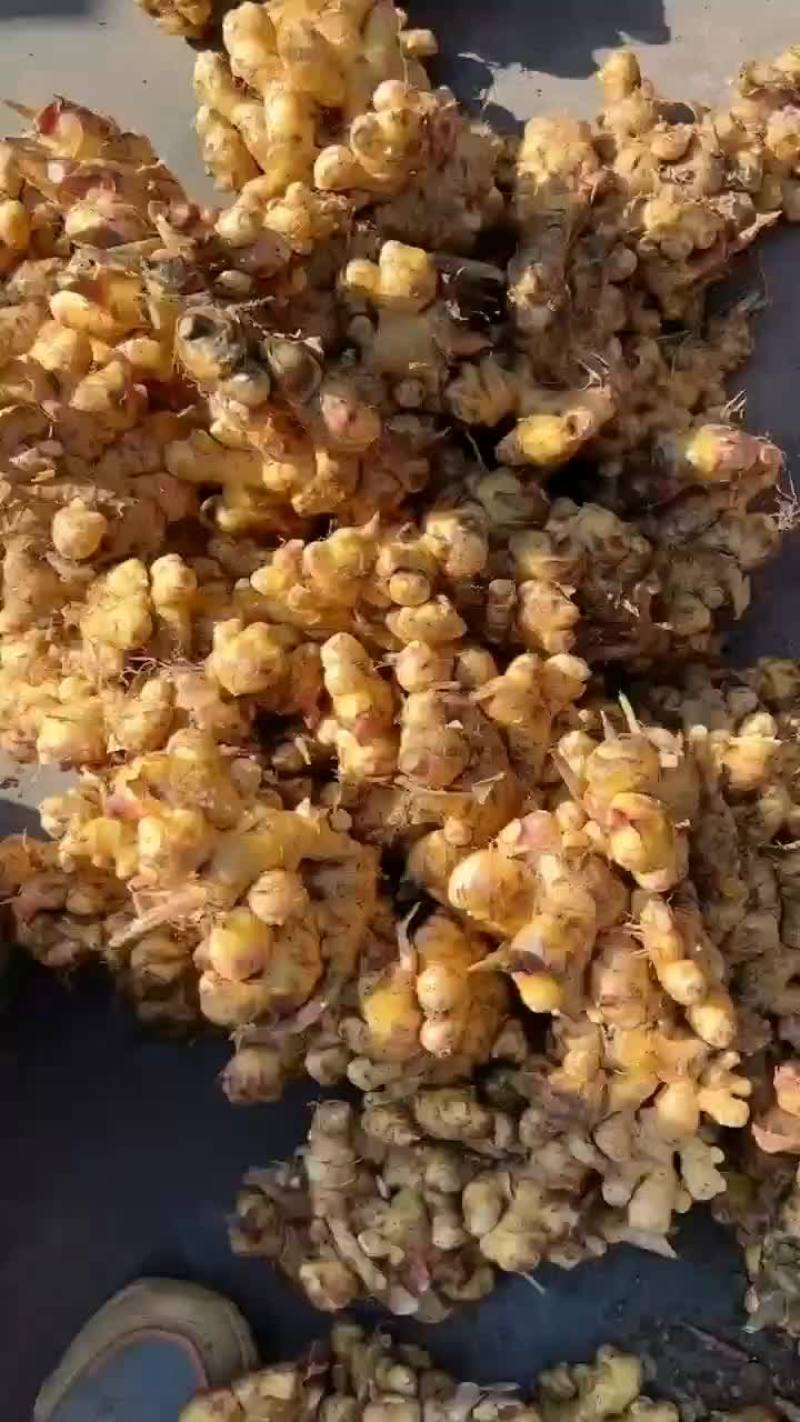 长期有货一手货源新鲜各种小黄姜