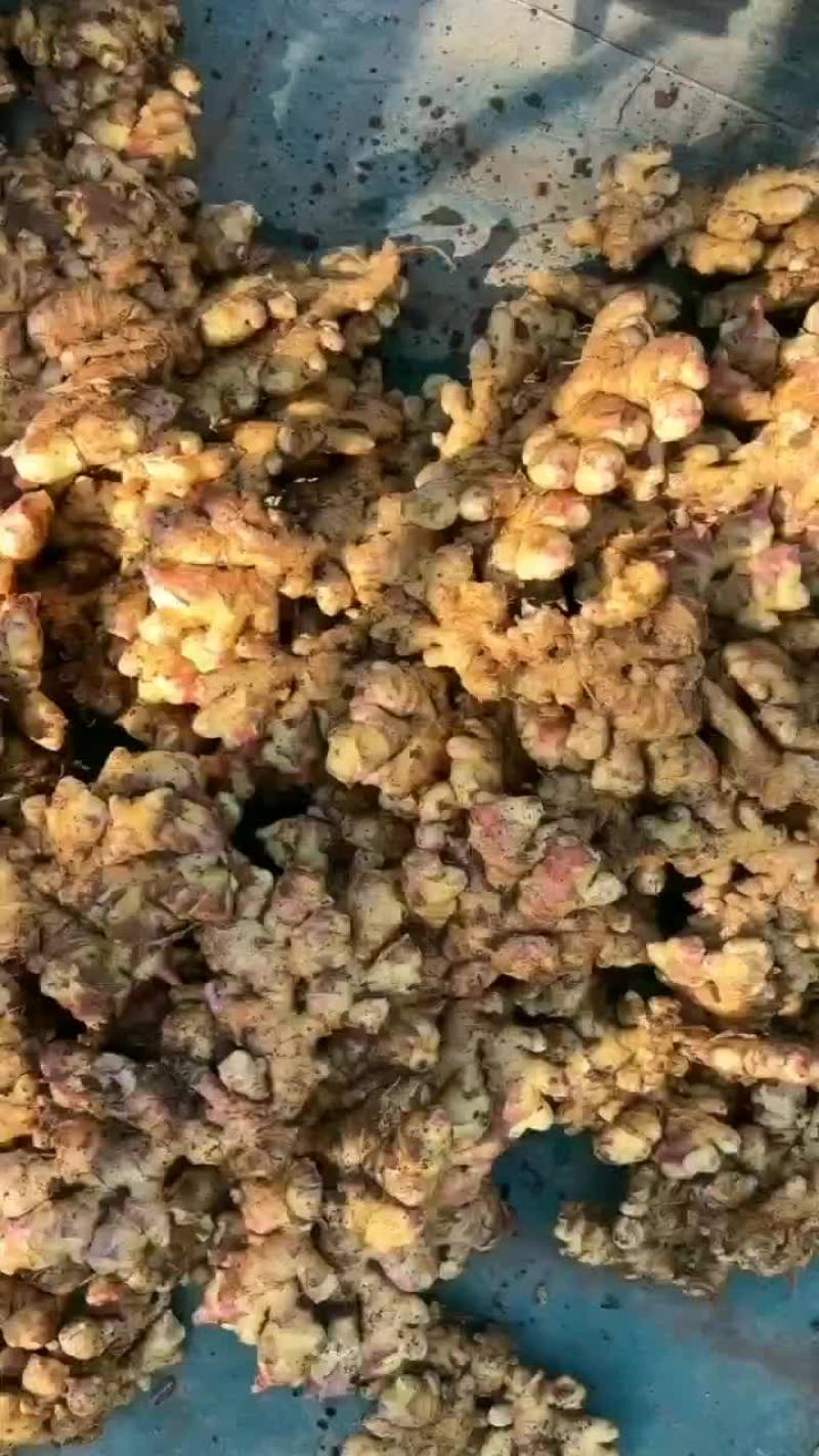 长期有货一手货源新鲜各种小黄姜