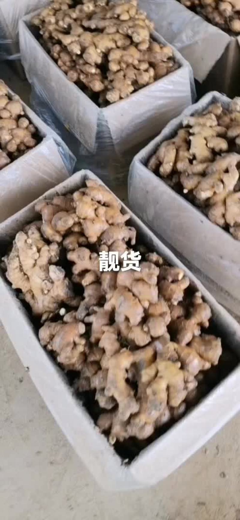长期有货一手货源新鲜各种小黄姜