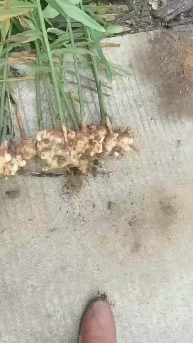 长期有货一手货源新鲜各种小黄姜