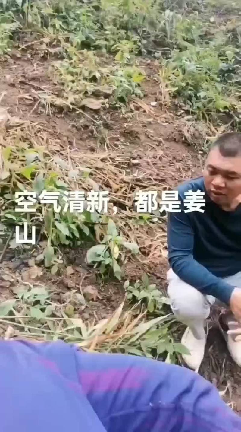 长期有货一手货源新鲜各种小黄姜