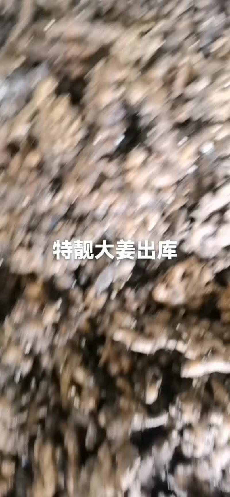 长期有货一手货源新鲜各种小黄姜