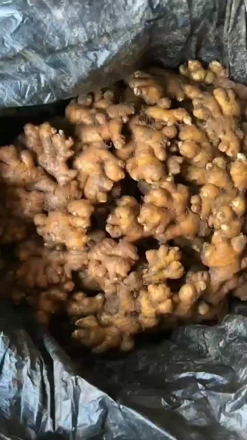 长期有货一手货源新鲜各种小黄姜