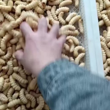 正宗乳山柞木哈虫