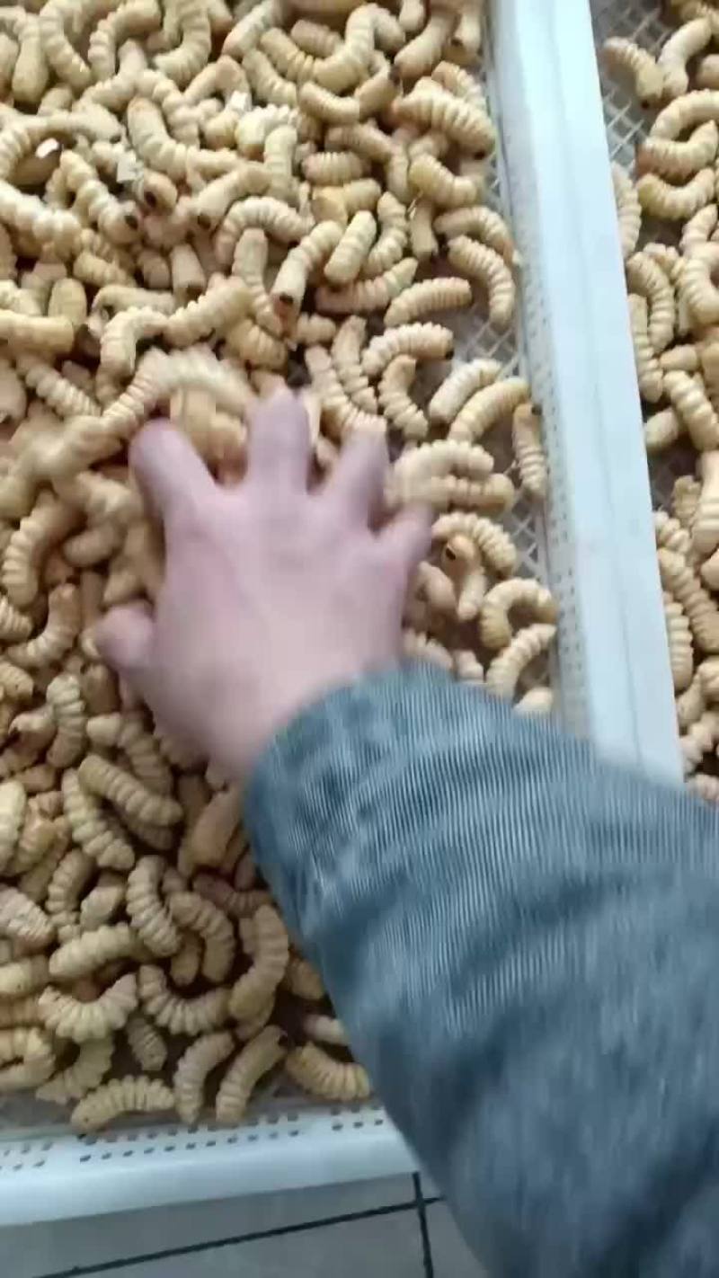 正宗乳山柞木哈虫