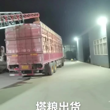 东北黄豆大豆筛粮塔粮都可以