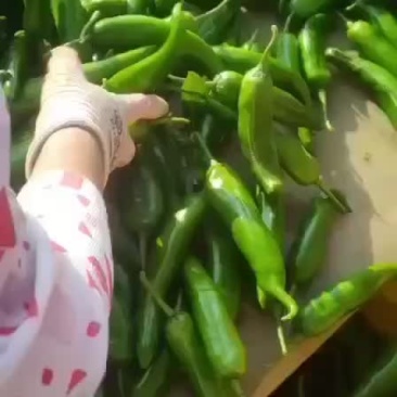 湛江徐闻青皮尖椒大量上市了，物美价廉