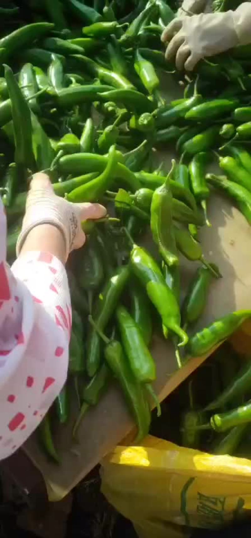湛江徐闻青皮尖椒大量上市了，物美价廉