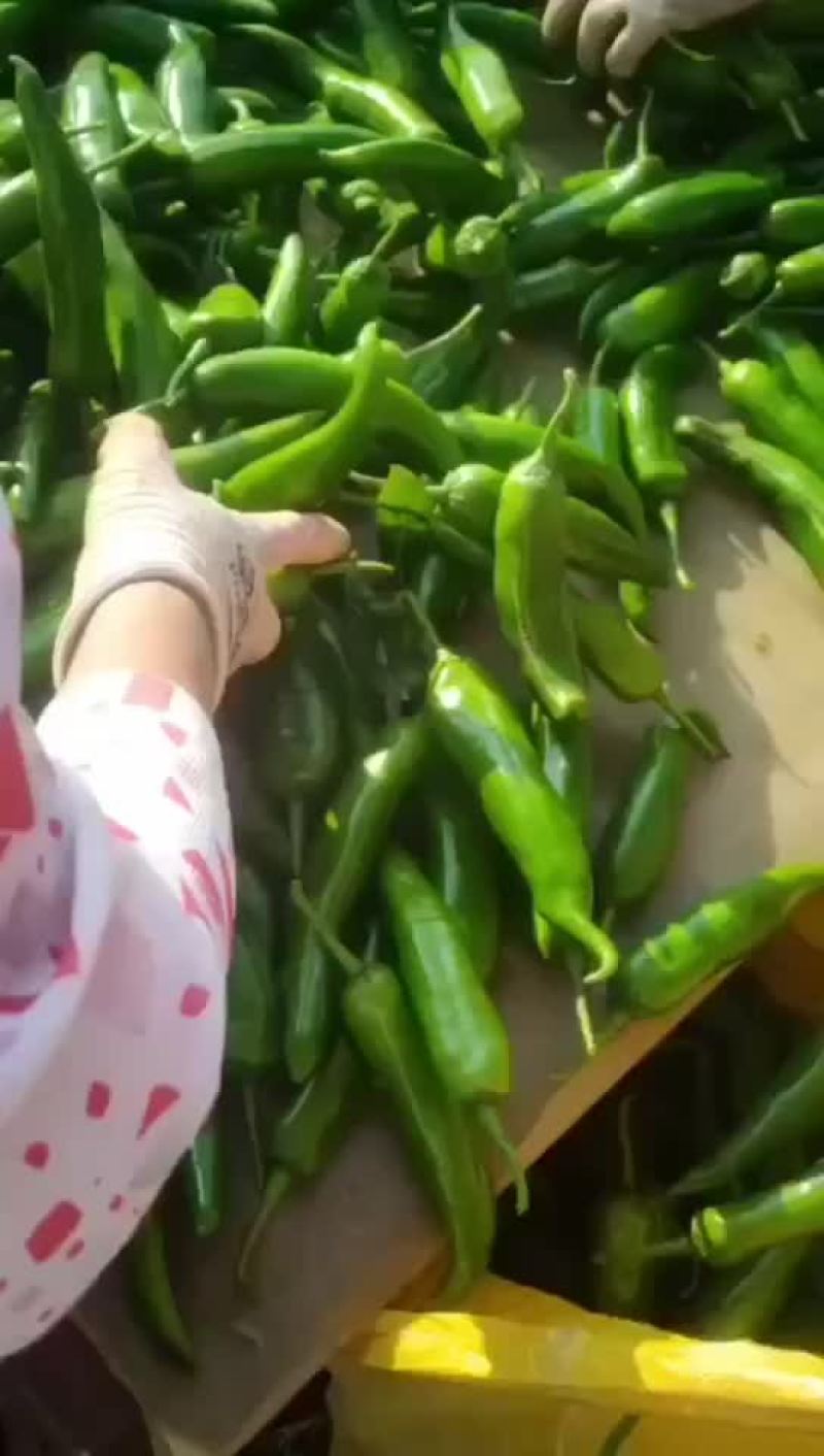 湛江徐闻青皮尖椒大量上市了，物美价廉