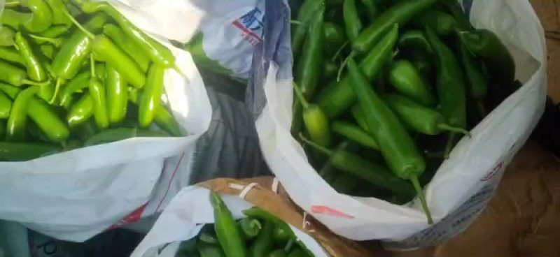 湛江徐闻青皮尖椒大量上市了，物美价廉
