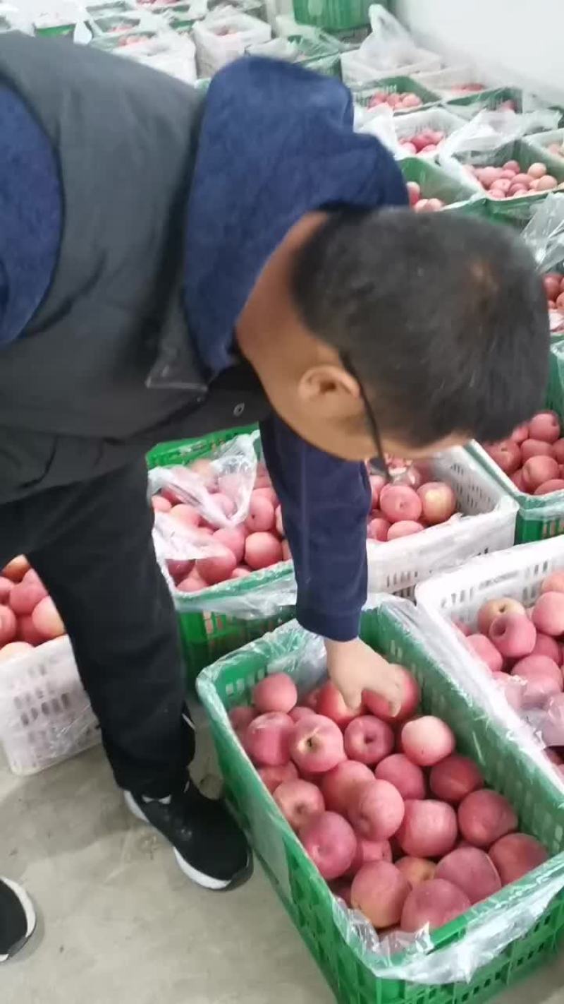 陕西红富士苹果