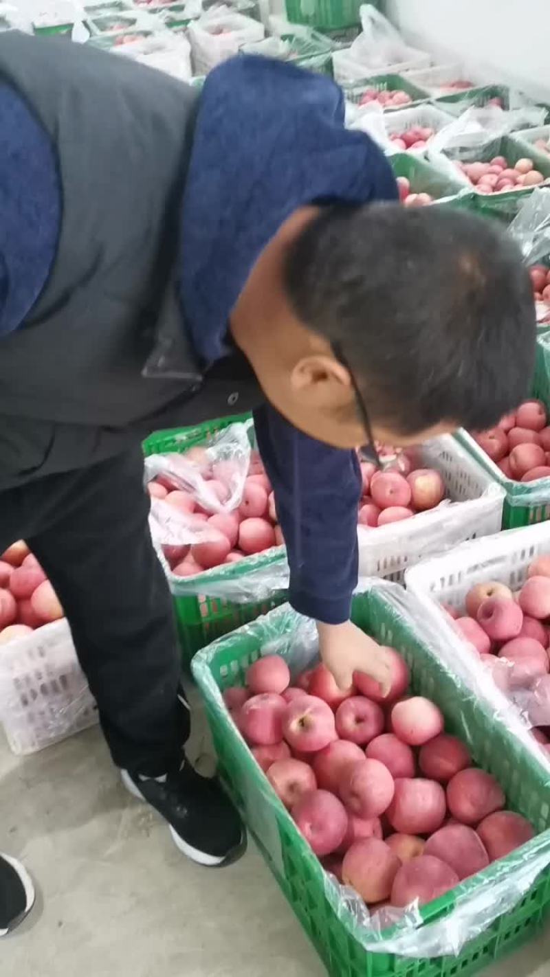 陕西红富士苹果