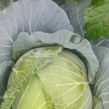 噢䓫𦶦紧包莲白