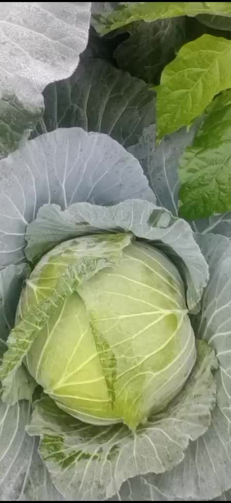 噢䓫𦶦紧包莲白