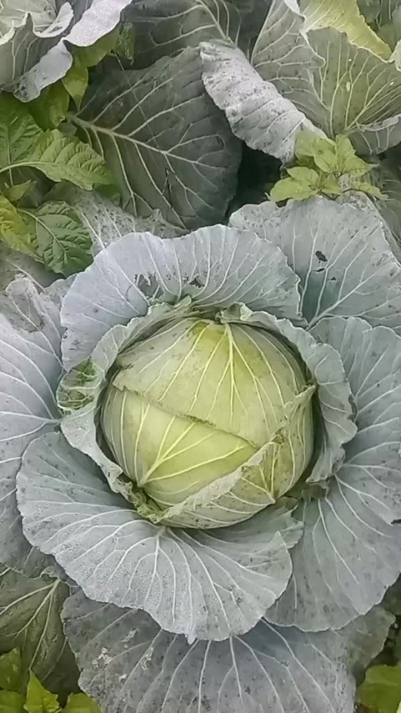 噢䓫𦶦紧包莲白