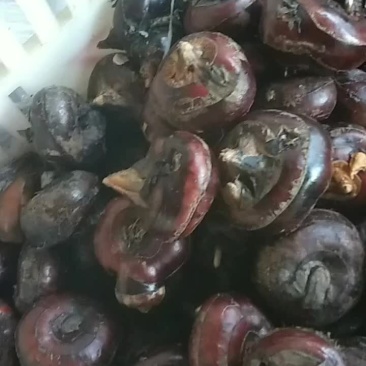 马蹄