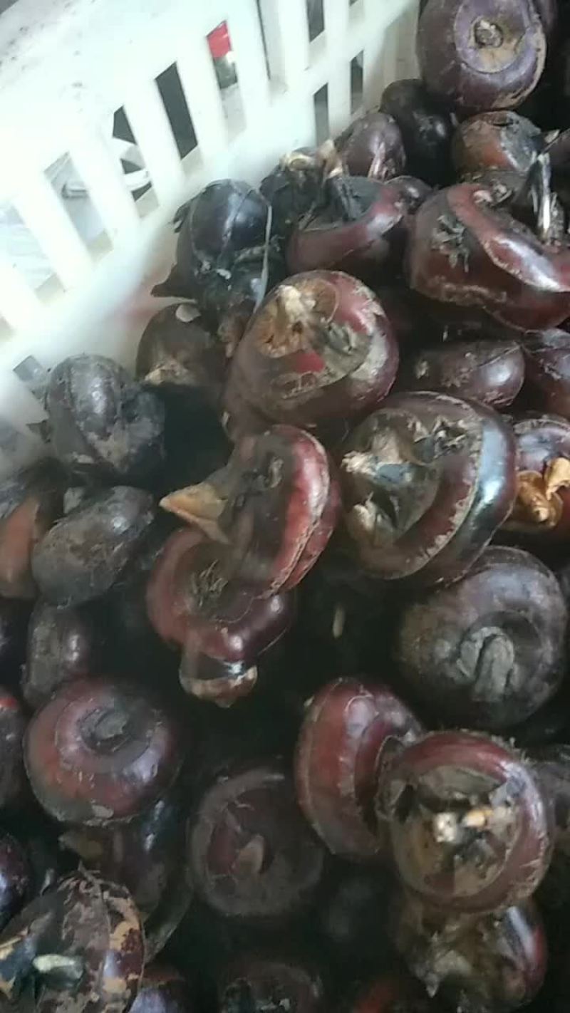 马蹄