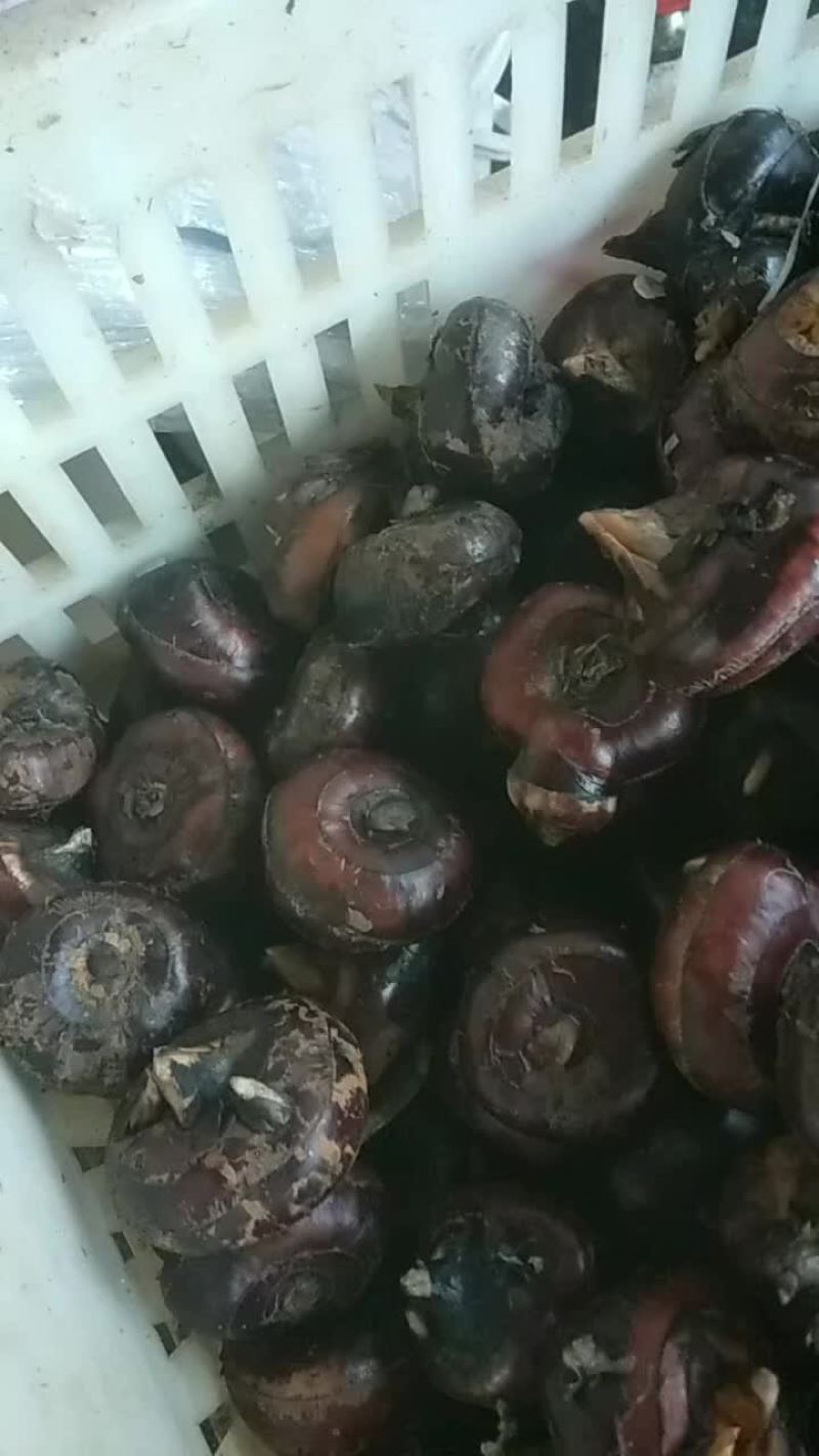 马蹄