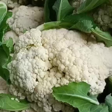 江苏徐州沛县有机花菜大量上市都是大棚里的货有需要的老板联