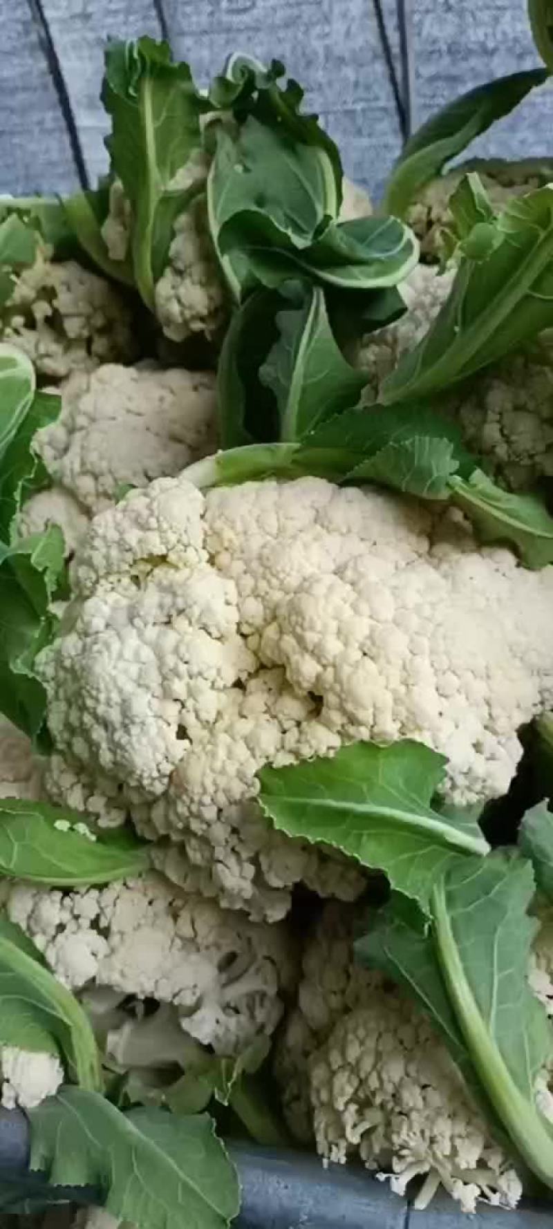 江苏徐州沛县有机花菜大量上市都是大棚里的货有需要的老板联
