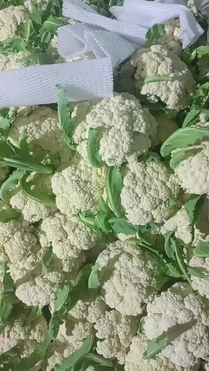 江苏徐州沛县有机花菜大量上市都是大棚里的货有需要的老板联
