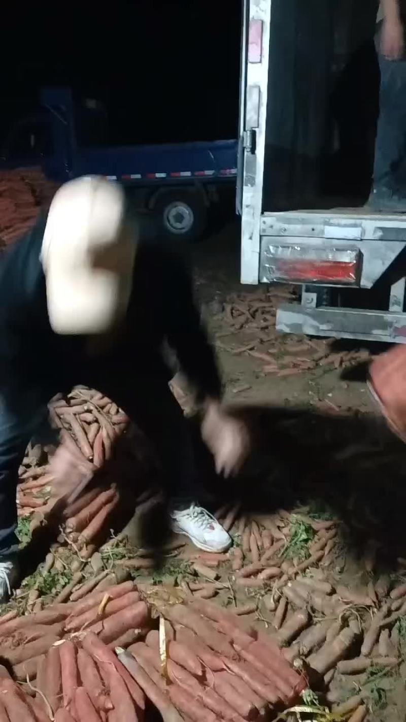 红萝卜大量有货要的老板联系