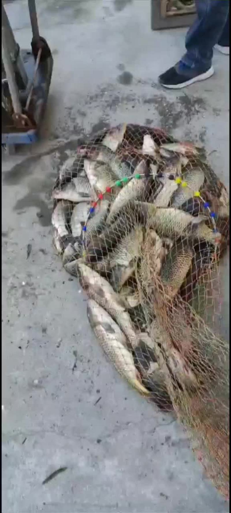 温江勿空钓场回锅鲤鱼